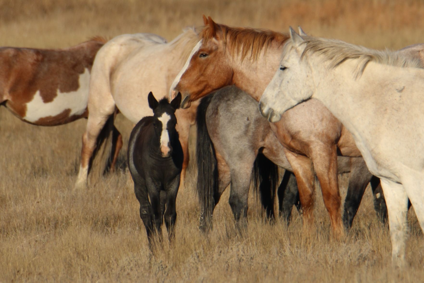 Wild Horses